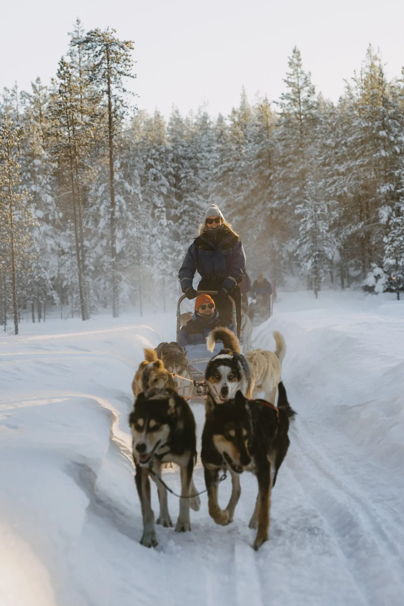 activité chiens de traineau dans la forêt laponne