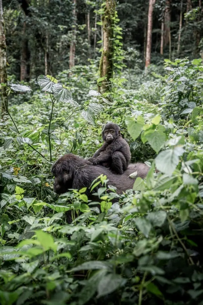 groepsreis oeganda - groepsreis uganda - rondreis oeganda