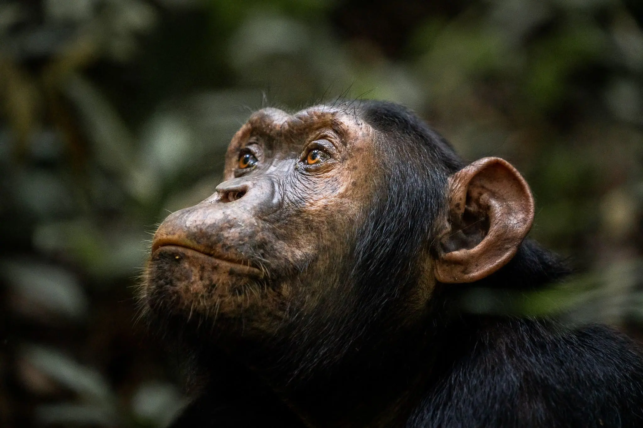 chimpanzé jungle ouganda