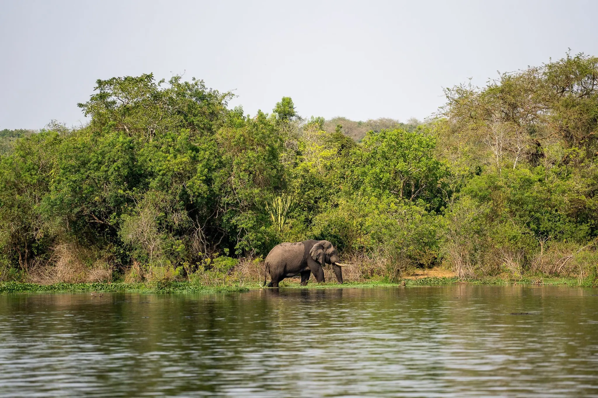 éléphant ouganda