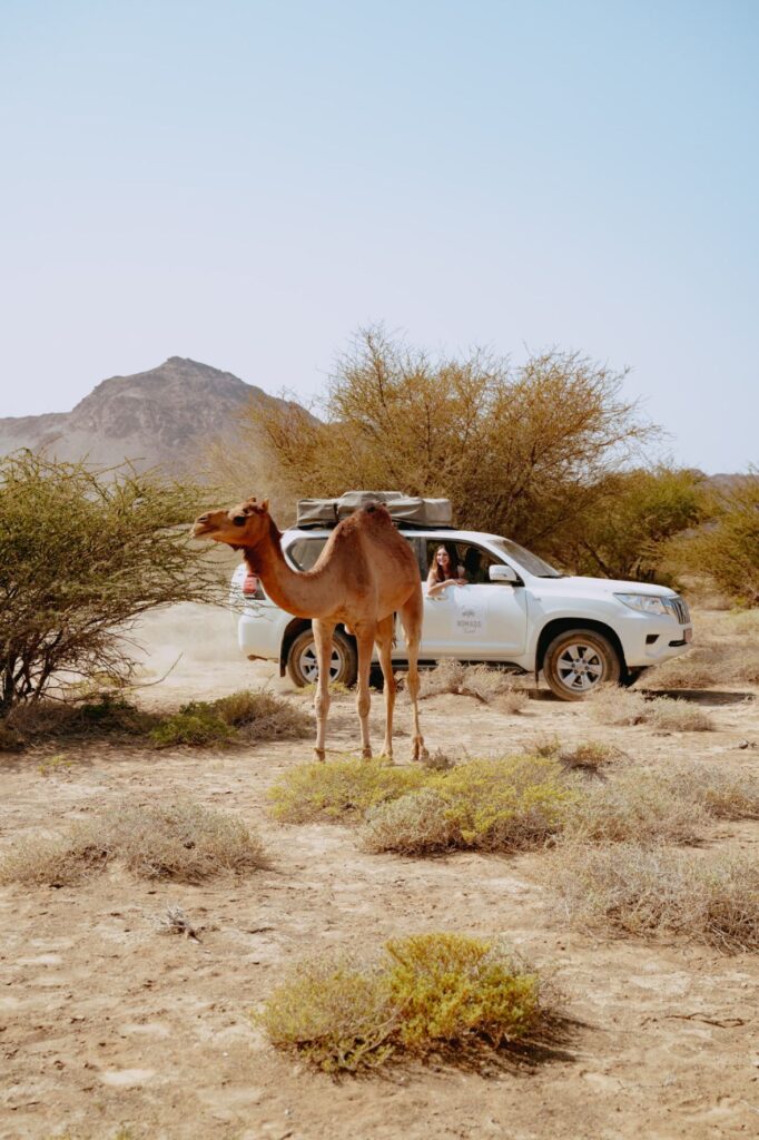 Oman Nomads