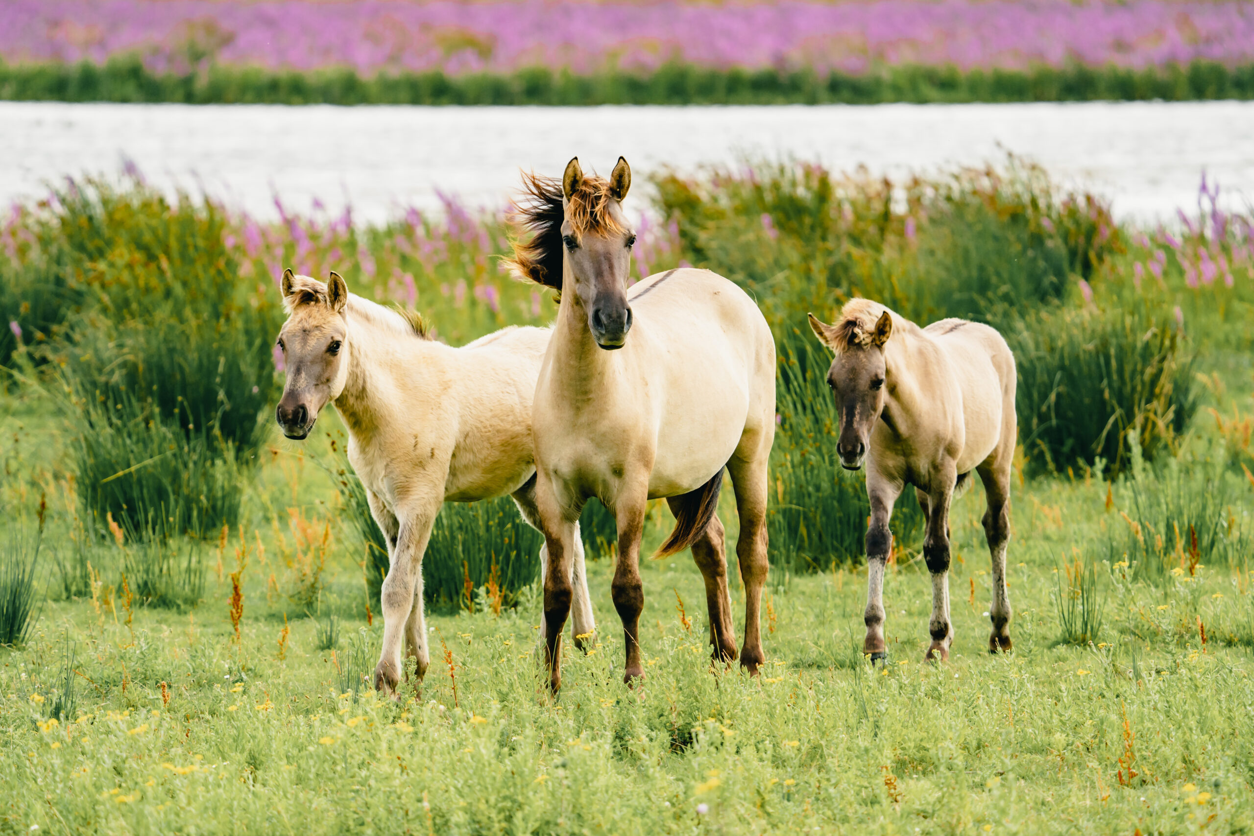 paarden in friesland