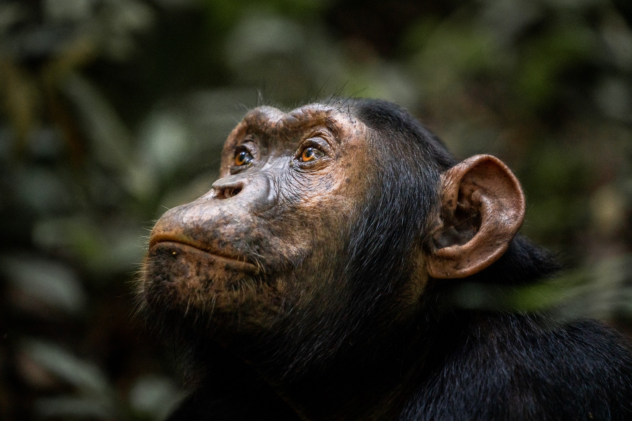 chimpanzé jungle ouganda