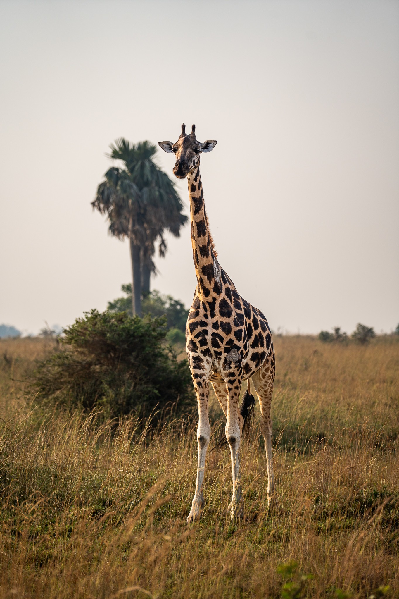 giraffe ouganda