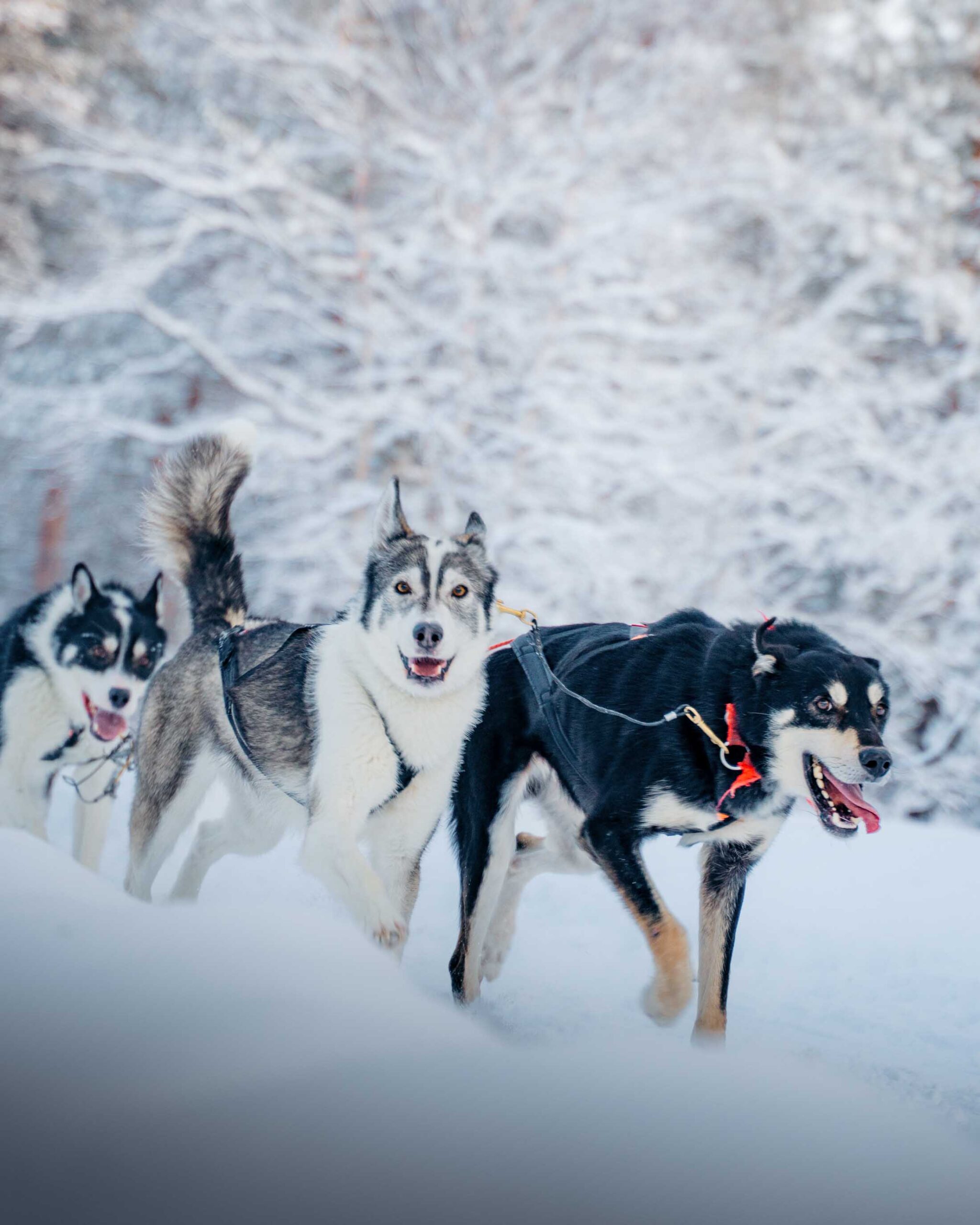 Balade en chiens de traineau